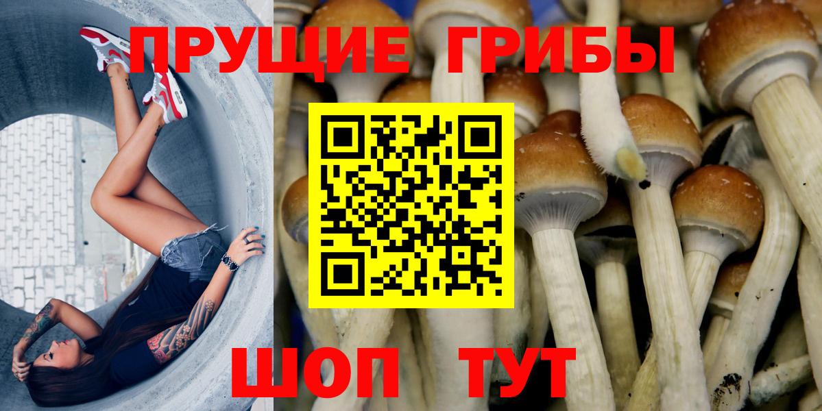 Гурьевск  Галлюциногенные грибы ЛСД  Галлюциногенные грибы Psilocybine cubensis  Вход с VPN 