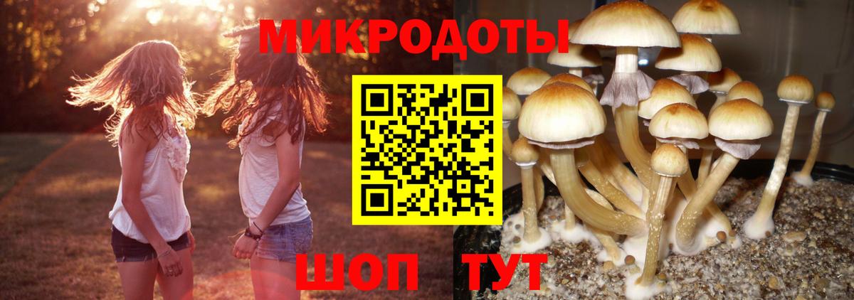 Псилоцибиновые грибы Cubensis Гурьевск
